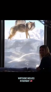 37K views · 3.5K reactions | Watching Wolves in Norway, a beautiful experience ❤️. #wolves #wolf #norway | Anneka Svenska | Facebook