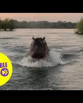 Hippo chases group of sightseers 🦛🌊😲 | Incredible Tails