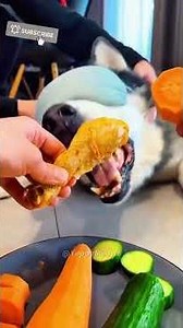 NEW FUNNY DOGS AND CATS 2026 😹 | TRY NOT TO LAUGH PART 13 #viralvideo #funnyshorts #funnycats