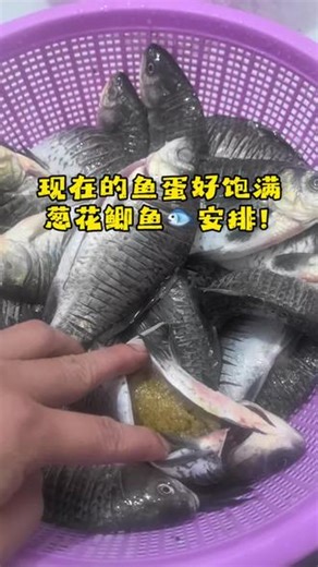 这个季节鲫鱼蛋才安逸哦#葱花鲫鱼#鱼蛋#这手艺如今很少见了快失传了 #这是真正的硬菜 #鲫鱼的家常做法