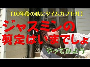 ジャスミンの剪定時期はいつが正しいのか？夏の終わりでしょう！次の春に良い香りの花を咲かせるために頑張って剪定します。