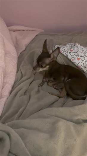 42K views · 7K reactions | Elrod here~I did a foo “mini” zoomies on de bed for you…good night, I lubs you. See you in de mornin’ light❤️ | Choco the Macho Chihuahua | Facebook