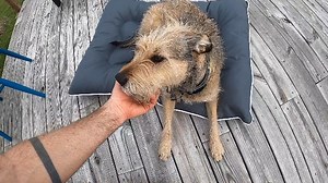 Watch SIMPLE COMFORT Dog Bed from Amazon Basics on Amazon Live