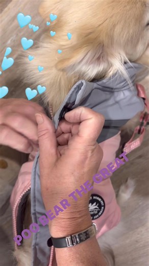 #fyp #petsofinstagram #monetization #algorithm #dog #puppy | Kaden Cross