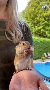 7.6M views · 69K reactions | Might need to get a pet chipmunk. Van Gogh the Chippy | Whiskey Riff | Facebook