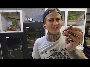 Bismarck ringed pythons hatching!