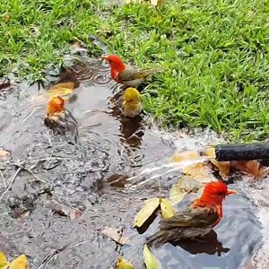 - SPLISH SPLASH TAKING A BATH - | Tambuzi Safaris
