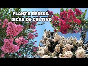 RESEDÁ - Uma planta ideal para as calçadas / Dicas de cultivo / Jardinagem