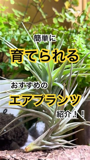 【初心者向け】おすすめエアプランツ2 #shorts #観葉植物 #チランジア #インテリア #エアープランツ