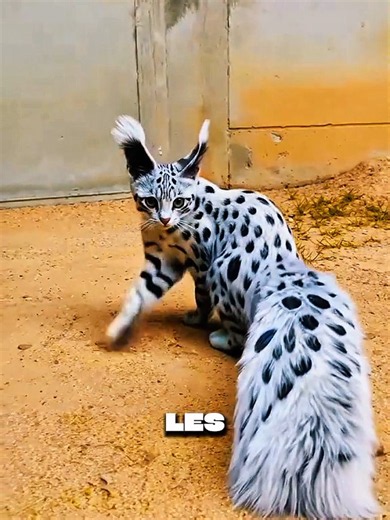 Les 5 chats les plus beaux de la planète