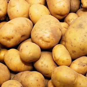5 Kennebec Potato Seeds, Heirloom Variety, High Yield Garden Seed Potatoes for Planting - Etsy