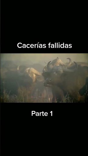 When Predators Lose: Incredible Buffalo vs Lion Encounter in the Wild