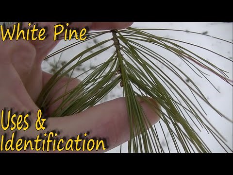 White Pine - Identification and Uses
