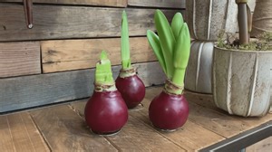 Gardening tips: Tips for planting indoor bulbs