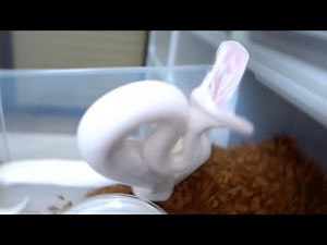 危ない目にあいまくる大量の蛇への餌やり