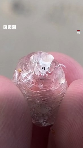 Back in October, an alien-like parasite was found off Scilly 👀 | BBC Cornwall