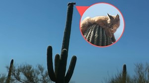 Bobcat Climbs 40' Cactus To Escape Mountain Lion
