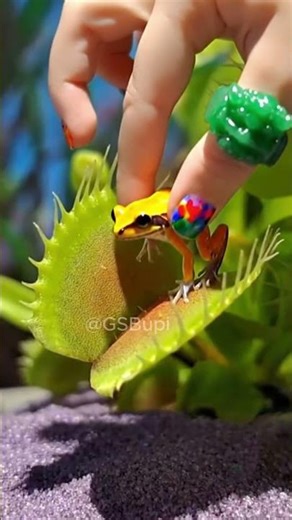 CARNIVOROUS PLANTS vs. Fly Trap: The ultimate battle for the big bug! #carnivorousplants #flytrap