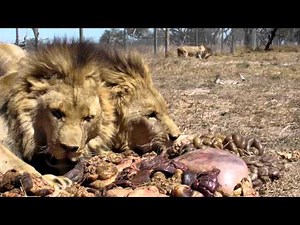 Antelope Park Big boys feeding