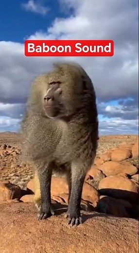 Intense Baboon Sound in Wild 🐒🌬️🔥