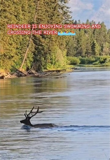 #REINDEER IS ENJOYING SWIMMING🏊‍♂️🥽🏊‍♀️ AND CROSSING THE RIVER.
