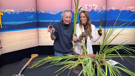 How to divide Crocosmia bulbs for a healthier, fuller garden - New Day NW