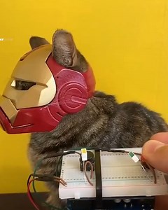 Iron Cat's ready to purr-tect and serve! 🦸‍♂️🐱 | SB Tech