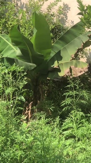 "Amazing Trees You Didn’t Know Existed 🌳 #flowers #natureshorts