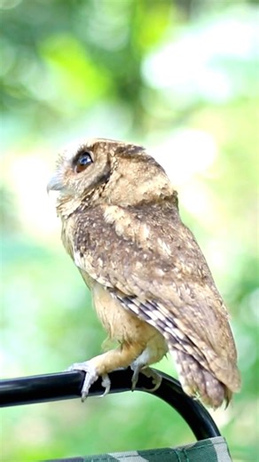1.6K views · 60 reactions | Meet the Enchanting Collared Scops Owl:...