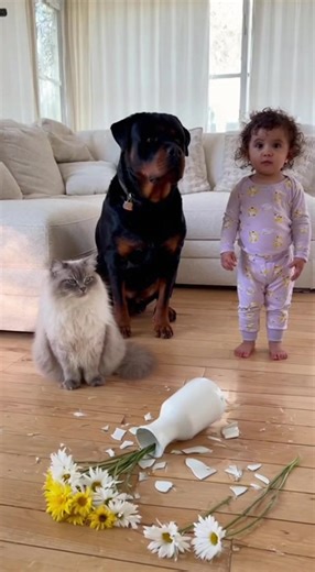 26K views · 94 reactions | Vase mystery: Who's to blame? A child, dog, and cat in a playful scene. Generated using Kling AI . . . (For entertainment purposes only. Consult professionals if guidance on activities is presented. No brand affiliation is implied if any are shown. If inspired by true events, creative adaptations may be included. Content may include public footage.) | Fabiosa Life Stories | Facebook