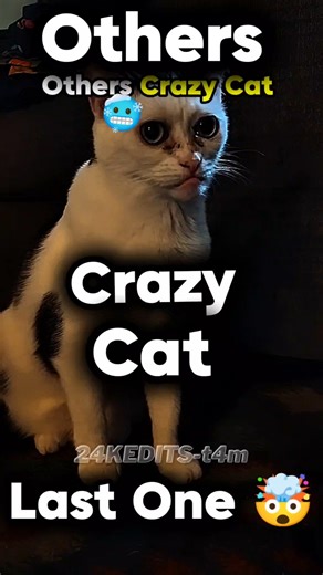 Others Crazy Cats 🐱😂 vs LAST One is WILD 😱🔥 | #FunnyCats #CatShorts #ViralShorts
