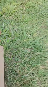 This painted turtle is making his way back into the wild after coming to us with a fishing hook in his mouth. Have a good life little guy! | Nature's Nursery