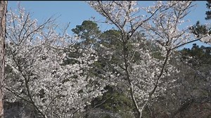 Three flower festivals in Georgia ranked among best in the nation: report