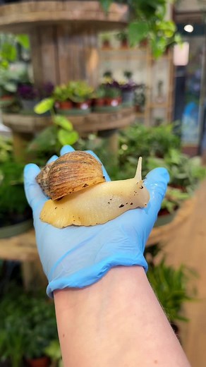 Discover the Giant African Land Snail!
