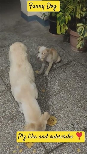 FunnyDog#ytshorts#shorts#dogshorts#viral #nonfollowers#funny#doggielife#comedy#funnydog#nonfollowers