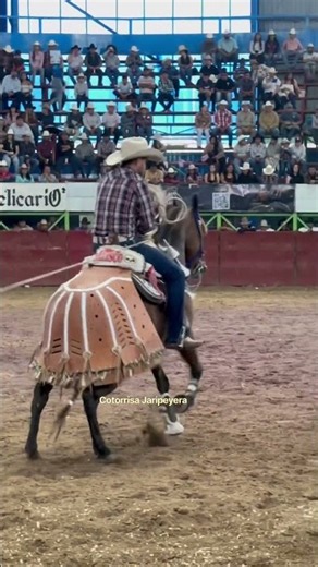 Consentrado y relajado. Haciendo su chamba.. Tabarin Hernández 🤠#jaripeo #caballos #jaripeos #toros