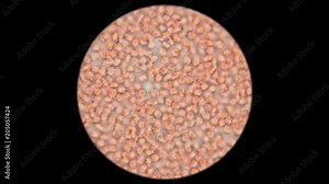 blood of a dog under a microscope