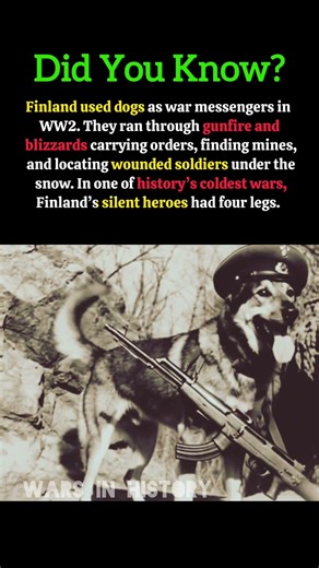How Dogs Fought in Finland’s Winter War 🐾 #worldwar2