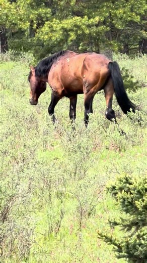 Gimpy hit by a car as a 2year old. Kept a band for 10 years. Lost them 3 weeks ago to another stud
