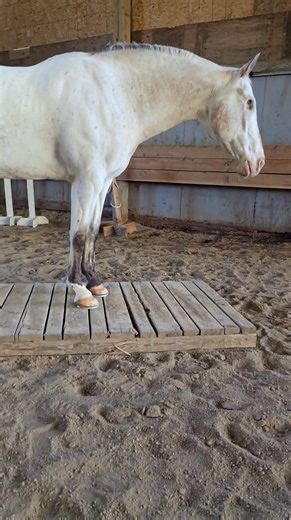 291K views · 10K reactions | Working our way to doing a whole obstacle course at liberty. You can tell when he can sense the bridge by watching his head level. Is it easier to understand the voice cues with having the captions? | Endo the Blind | Facebook