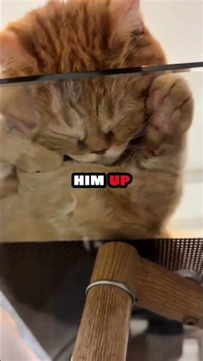 This Is Why Cats Don’t Trust Humans