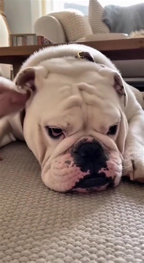 A friendship story between a lost pig and a dog.❤️‍ | Lives & Levels | Facebook