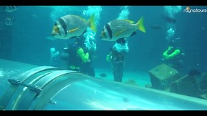 Aqua trek in Dubai’s very own Atlantis, The Palm and explore what it feels like sharing the deep waters with more than 65000 marine animals including sharks, stingrays and multi-colored fishes. https://youtu.be/ocKPfSpPEGM | Rayna Tours