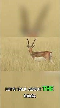 👉 “Animals That Look Fake… But Are 100% Real 😳” #trendingshorts #facts #factsplash