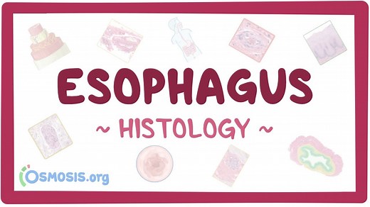 Esophagus histology: Video, Causes, & Meaning | Osmosis