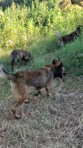#shortvideo #puppy #malinois #dog #animals #live #motivation #viral