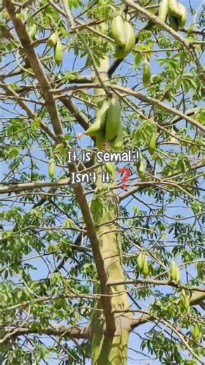 Semal tree #Bombax #treesofIndia #natureshorts #trees