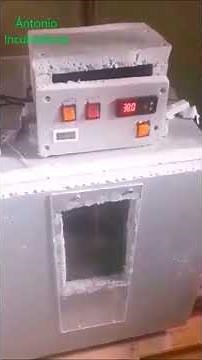 Incubadora casera con Incubación de huevos de gallinas.