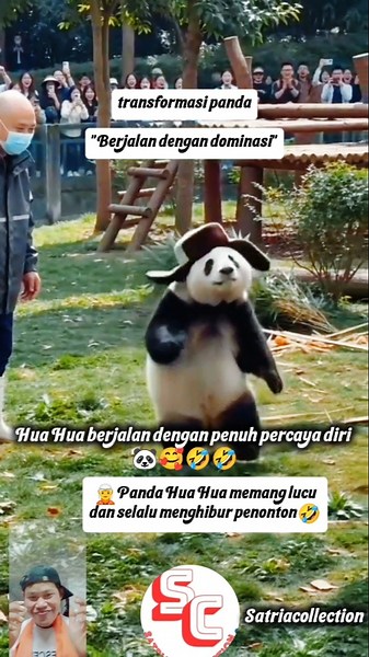 Transformasi Panda Hua Hua! Jalannya Bikin Semua Ketawa Gemoy 🐼❤️🤣