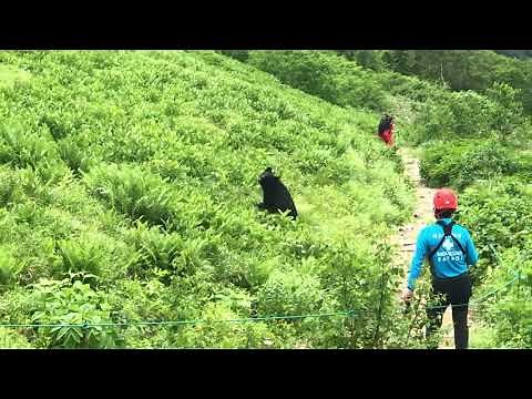 やばい！登山中、クマに遭遇。